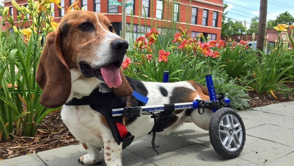 Life With A Wheelchair Bound Basset Hound