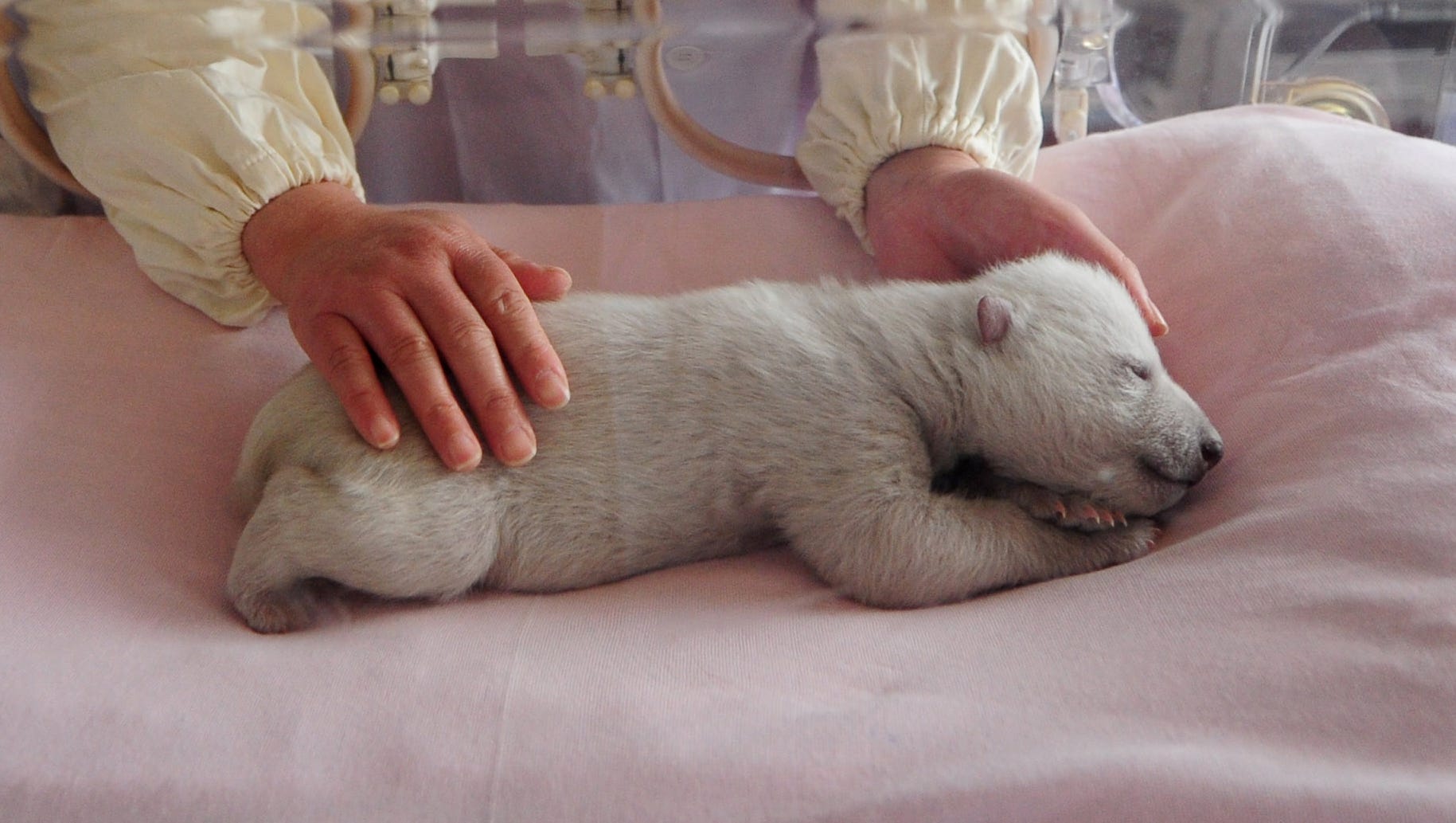 Fact Check Facebook Users Mistake Toy For Newborn Polar Bear Cub