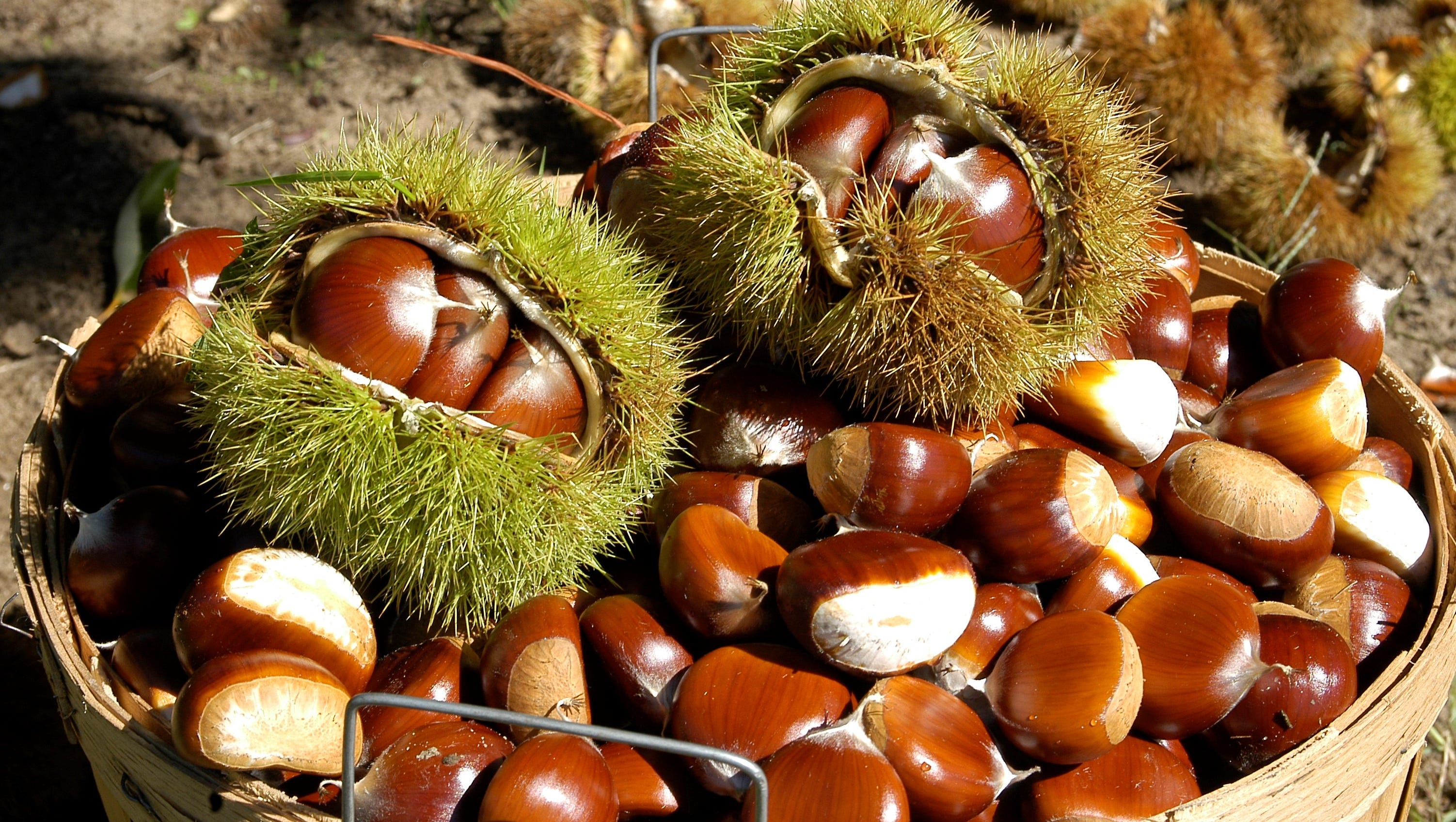 Chestnuts: A Michigan tradition makes a comeback