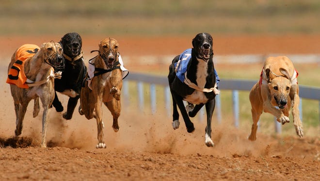Sprinting Greyhounds.