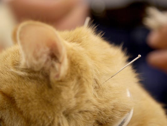 Veterinarian Uses Eastern Medicine