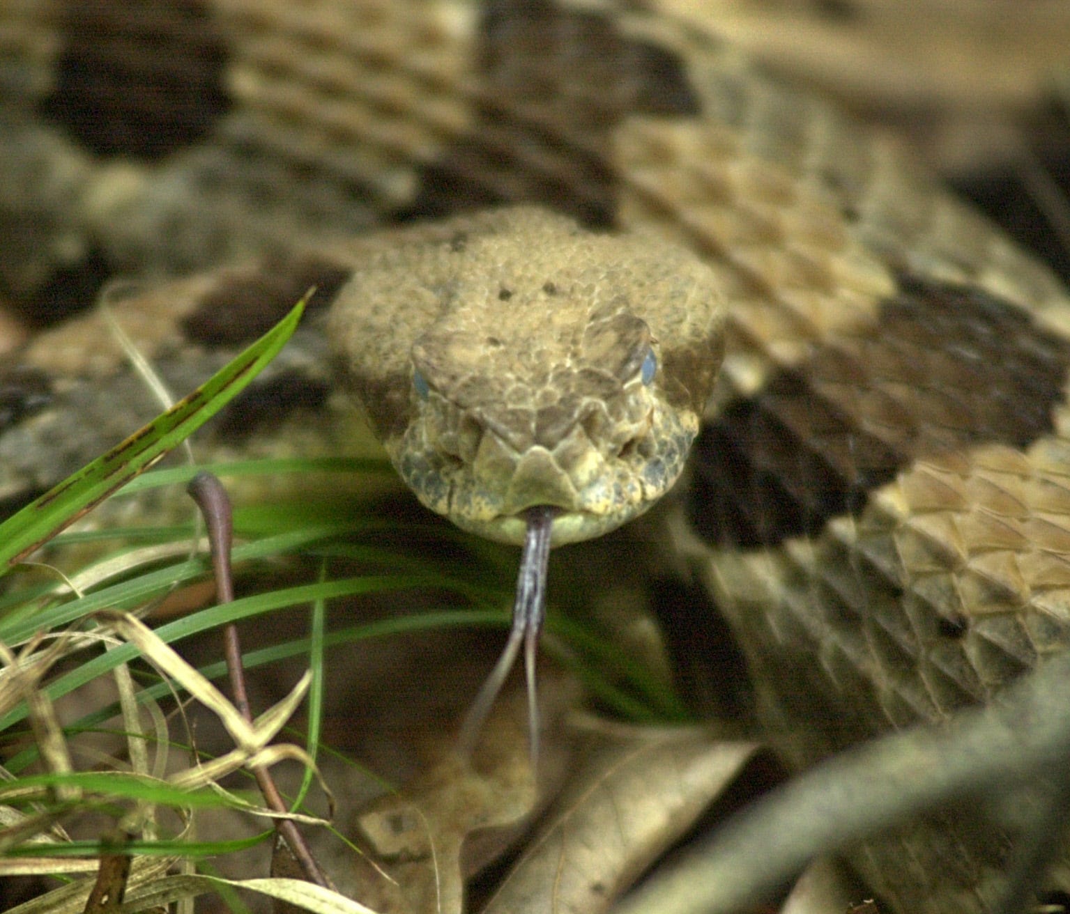 A rattlesnake like this one surprised a man in Brown County.