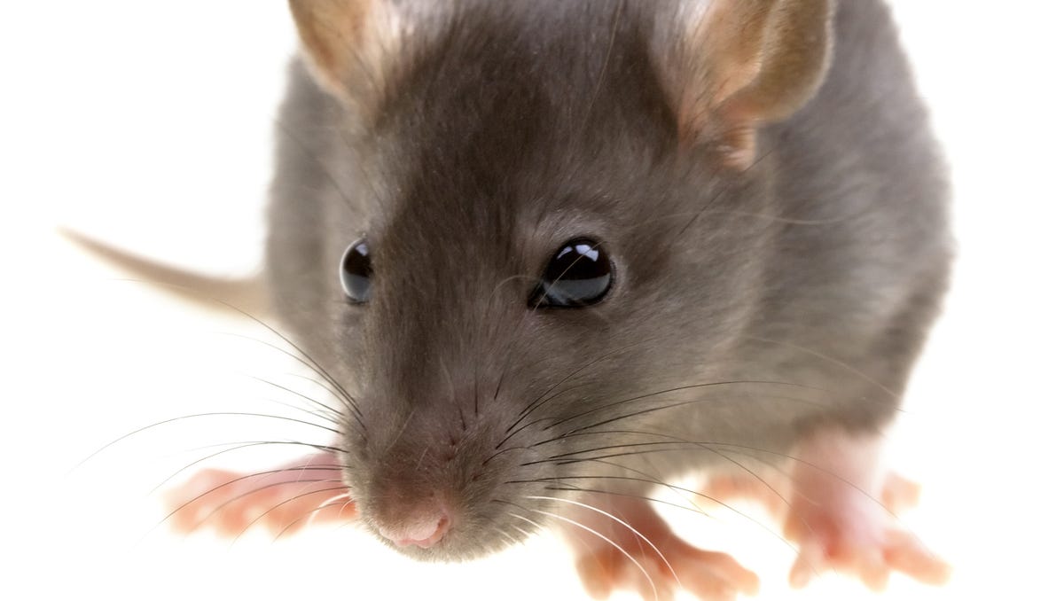 5 Ways To Get Rid Of Rats In Your Yard Without Poison