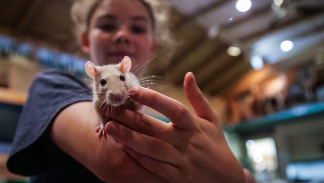 Tatum Schwaighofer , 14, a volunteer, holds a rat Thursday, June 28, 2018, at the San Angelo Nature Center.