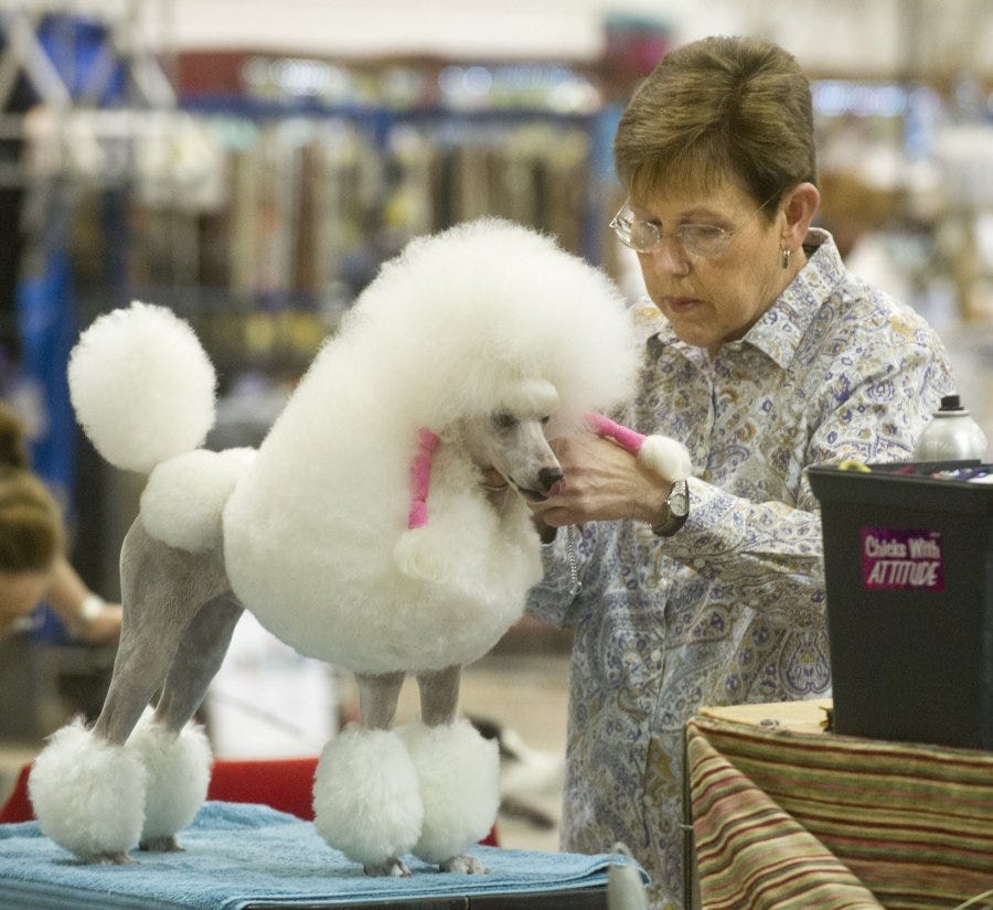 kennel club miniature poodle