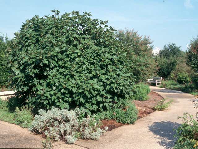 Figs Thrive In Louisiana Landscapes