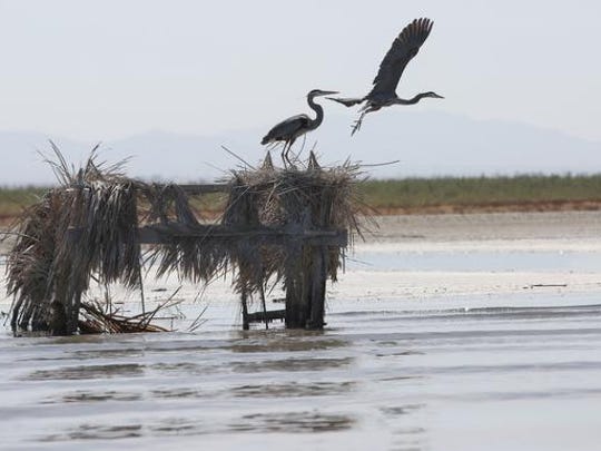 Thousands of birds die at California's Salton Sea
