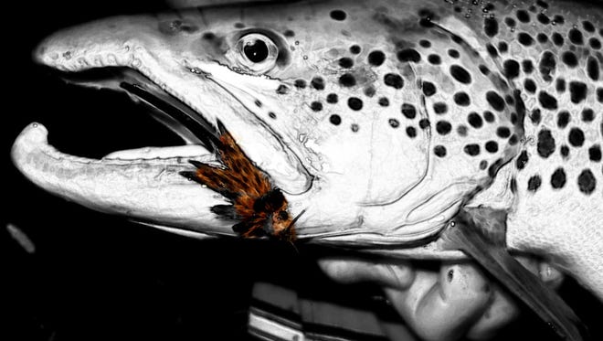 A trout with a 'mouse' fly lure.