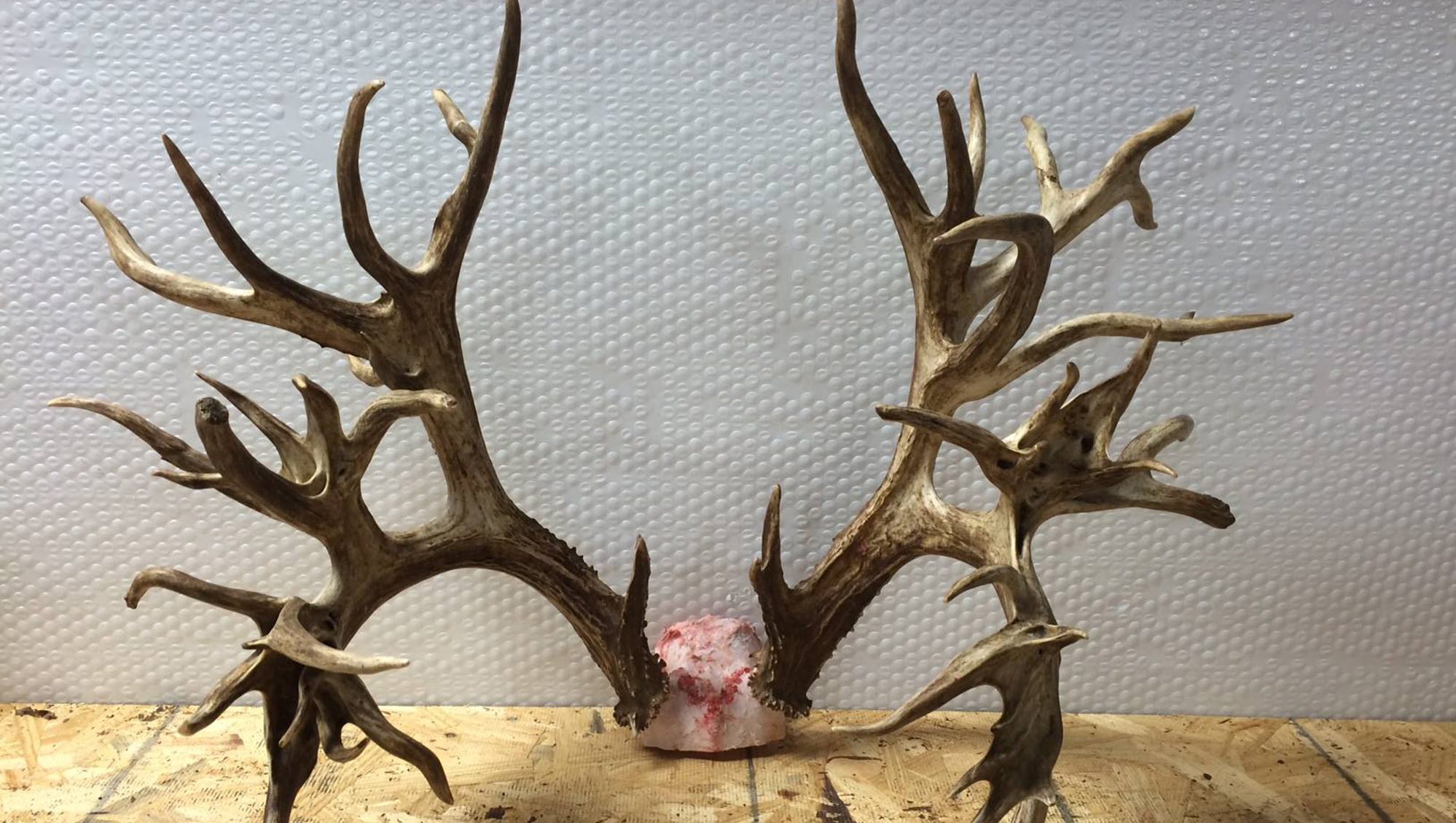Potential World Record Deer Antlers Could Be Worth 100 000
