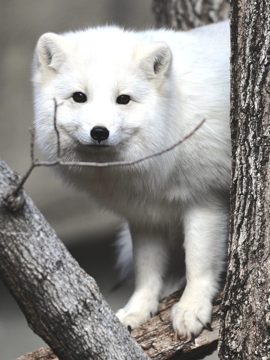 Marshfield Wildwood Zoo: Arctic fox Blizzard recovering from surgery