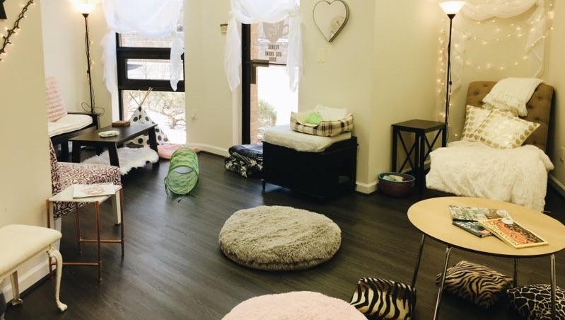 Cat Cafes Find Purrfect Setting In Cities