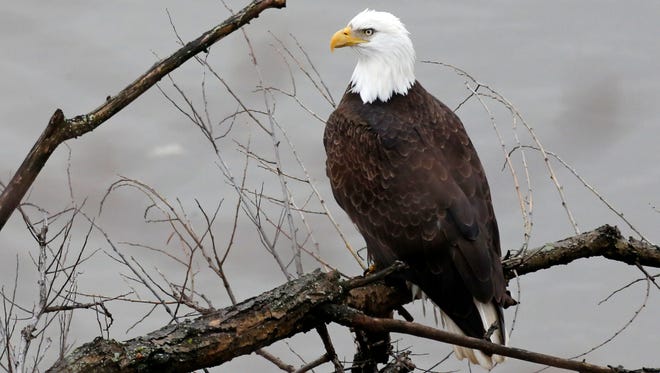 It is illegal for most Americans to possess a bald eagle feather.