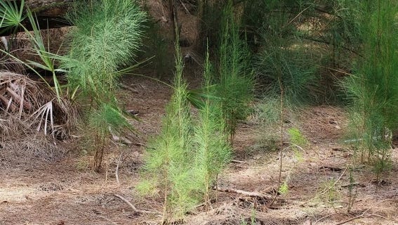 On the floor of a woods taken over by Casuarina, Jupiter along Indiantown Rd., the ground is sterile. Nothing grows except for new young Casuarinas.