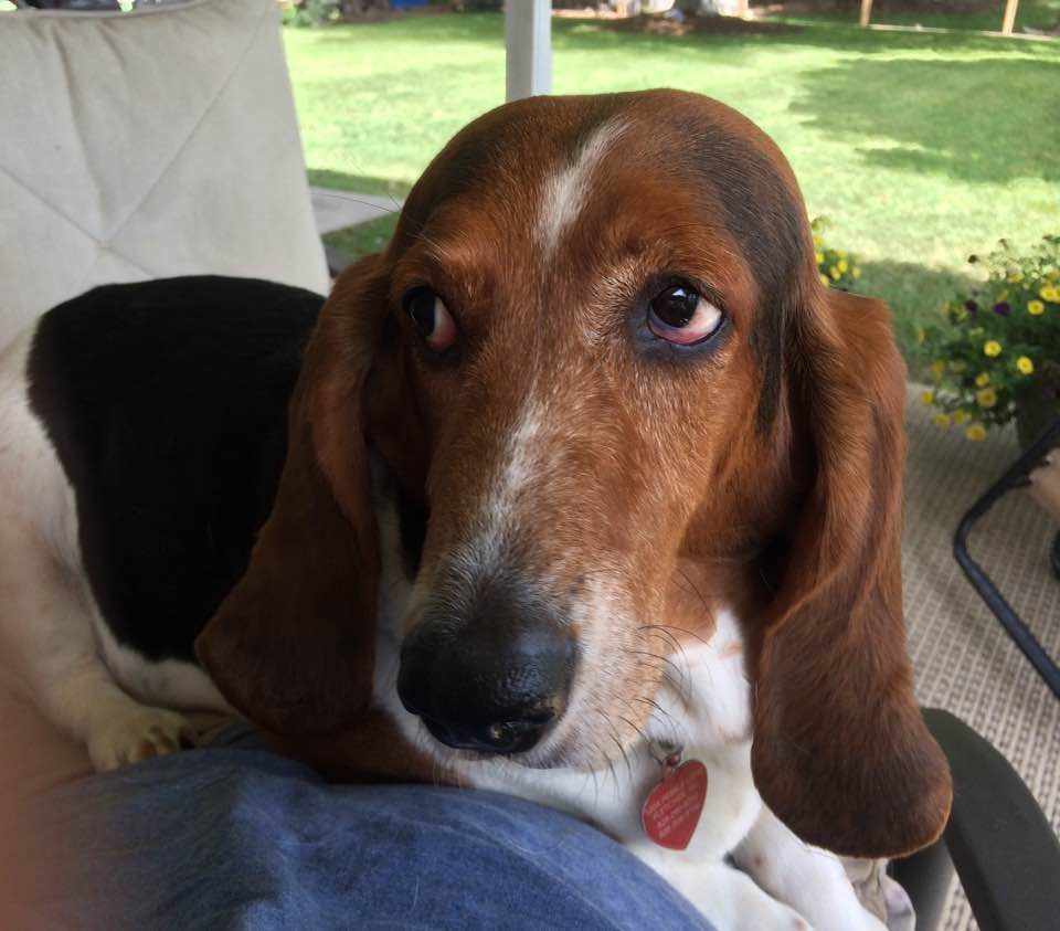 half pitbull half basset hound