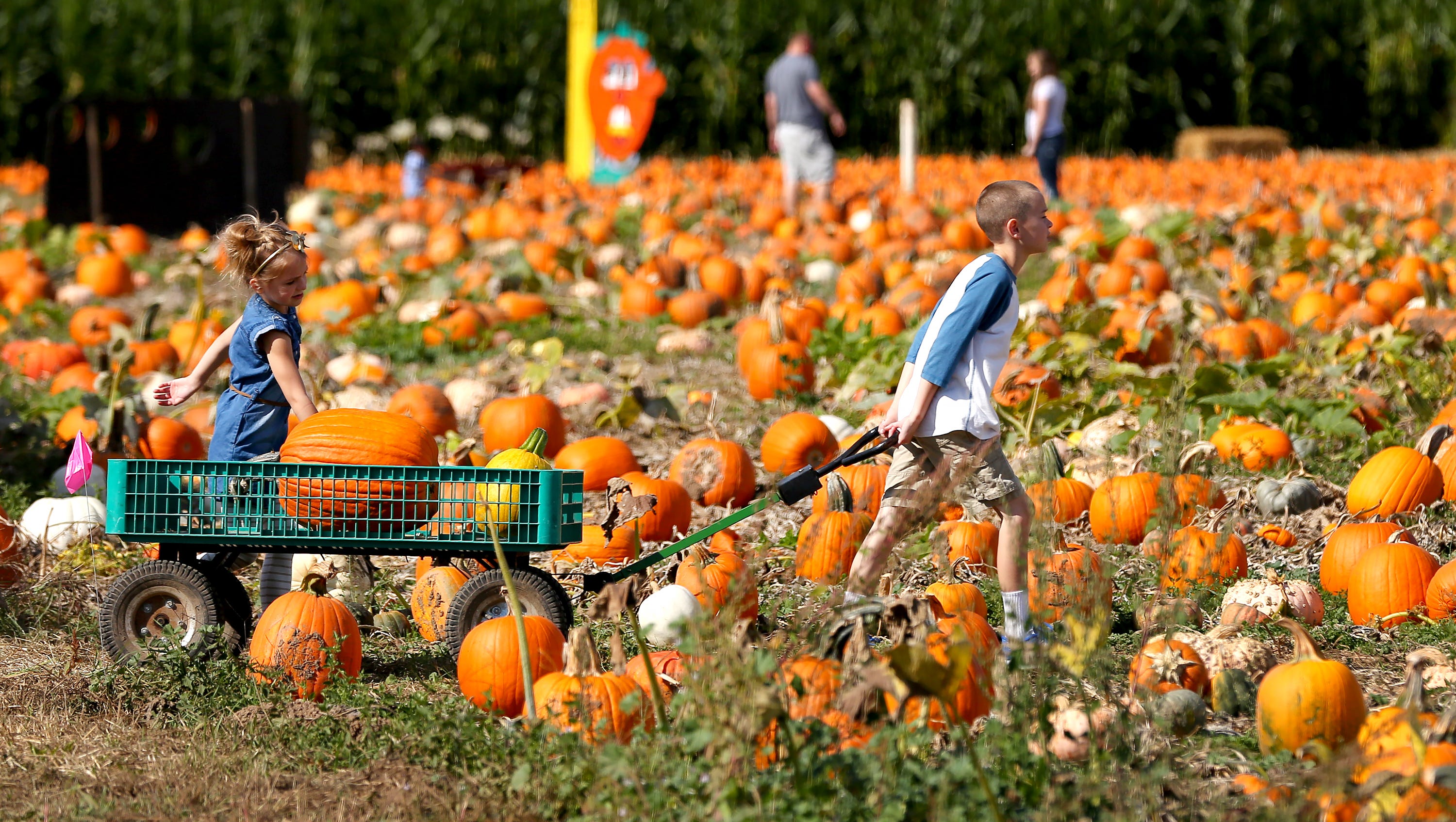 Fall harvest festivals bring family fun
