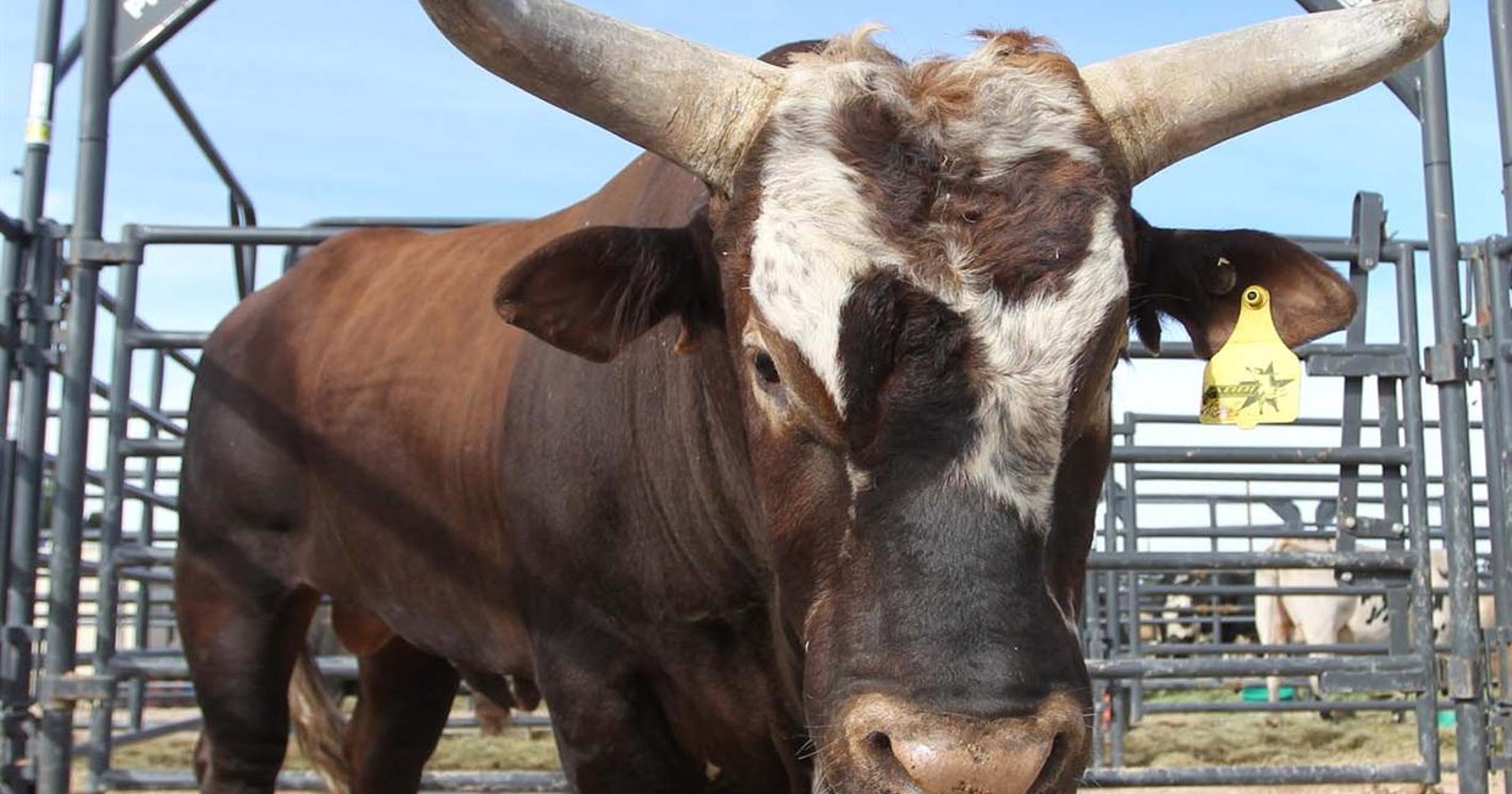 PBR World Champion 'Bushwacker' at Salinas PBR