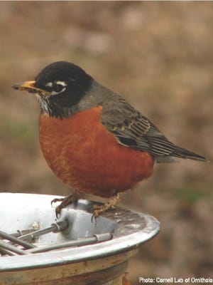 American robins cock their heads in order to get a better view of any food sources that may be moving underfoot.