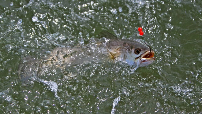 Using the proper hook-set to catch trout should result in an unharmed fish.
