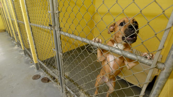 A dog gets a better look while in a kennel Tuesday, Jan. 19, 2016, at the Animal Welfare League shelter in Richmond.