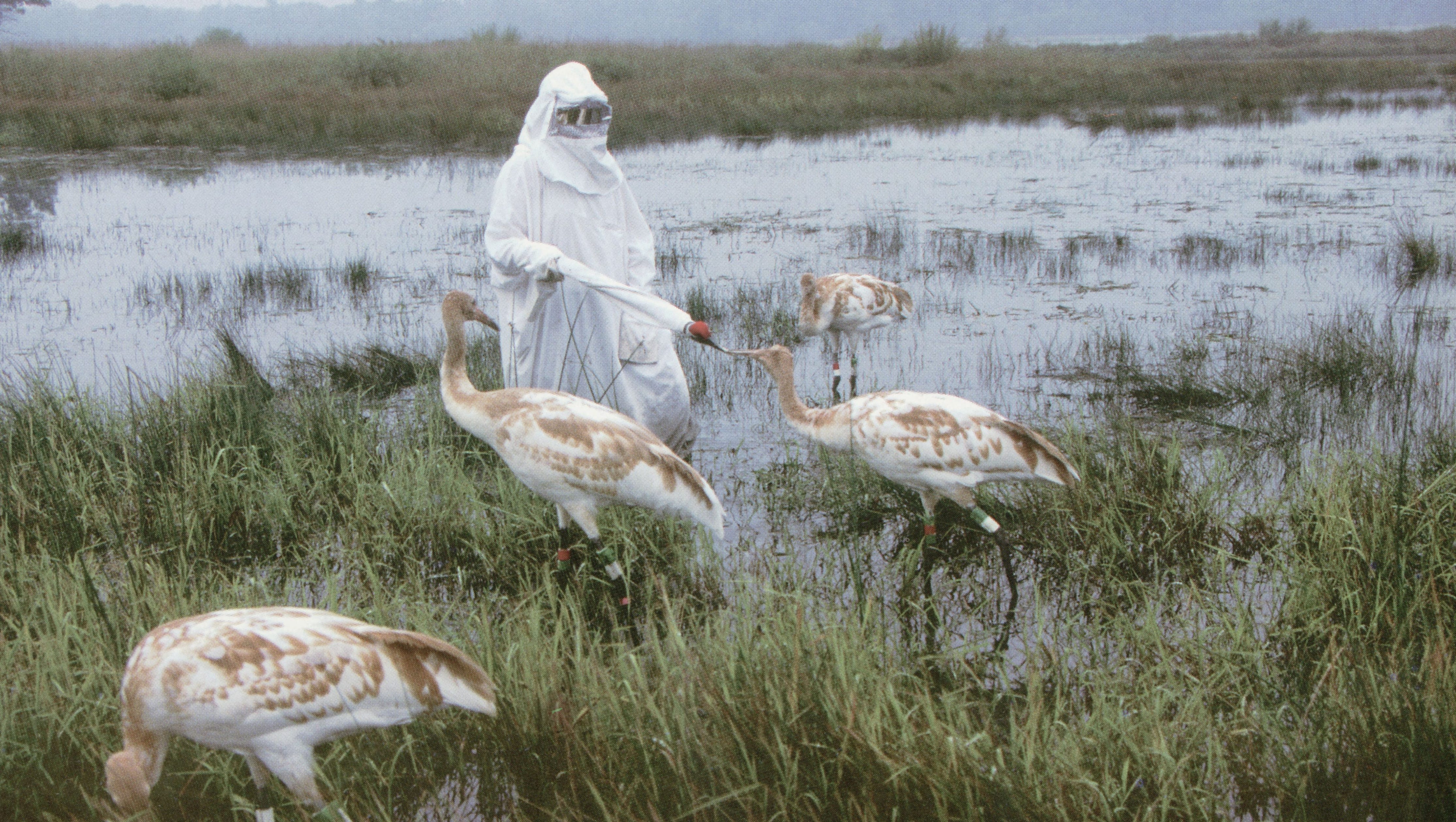 Sandhill crane migration offers best chance to see them in Indiana