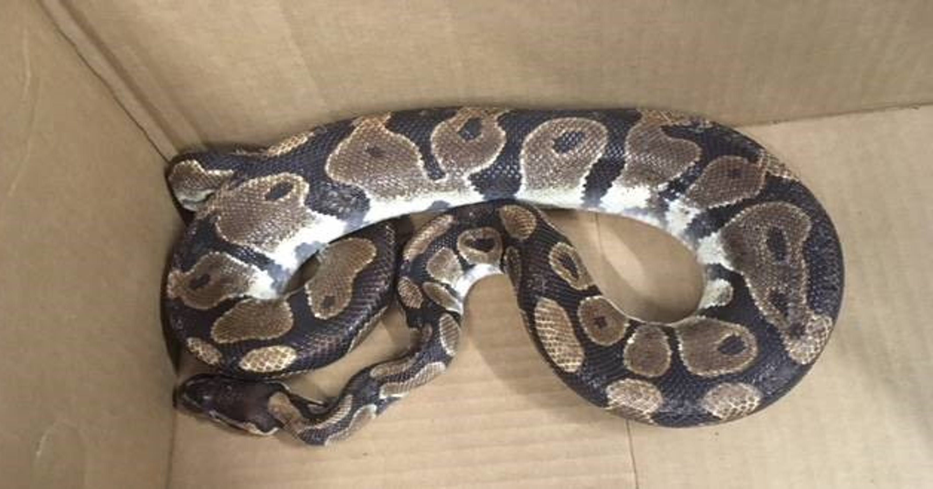 Surprise resident recycles 6-foot python