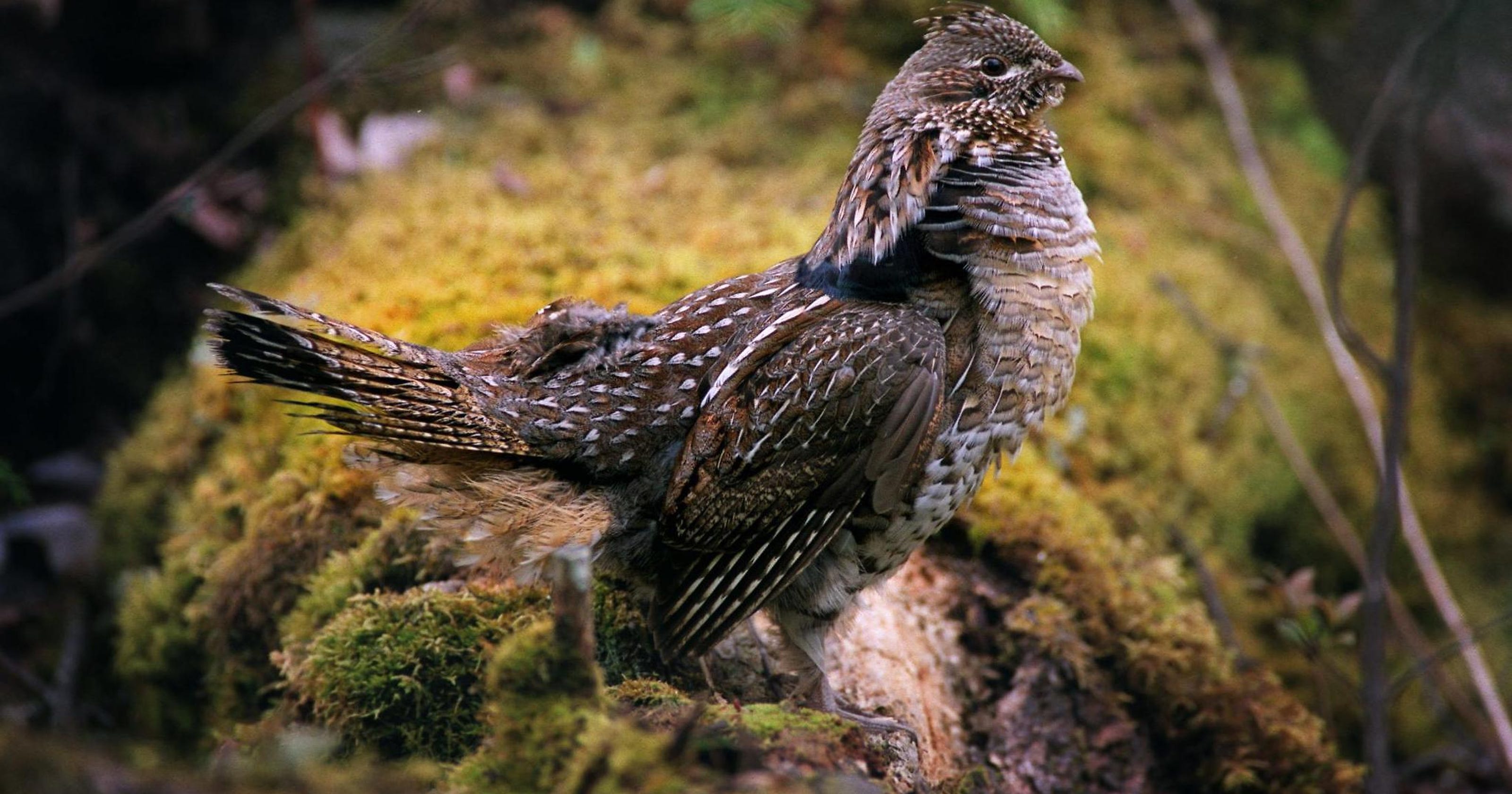 Wisconsin ruffed grouse decline but good public land to hunt remains