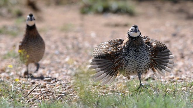 Bobwhite quail rush forward after hearing a whistle imitating a chick in distress.