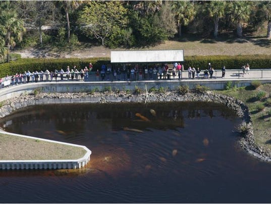 Cooler Weather Brings Gentle Giants To Manatee Park
