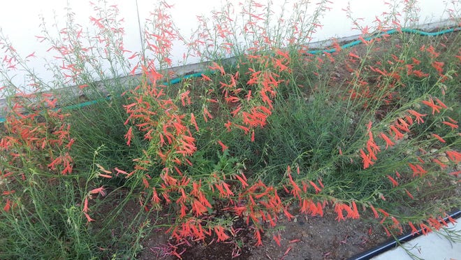 Pineleaf penstemon has finely divided leaves and narrow tubed floral parts reminiscent of Zauschneria species. This penstemon is slow to establish but extraordinarily resilient to a variety of soil conditions.