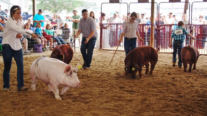 Exhibitors take their hogs through the Swine Show Arena during the Junior Fair Market Hog Show.