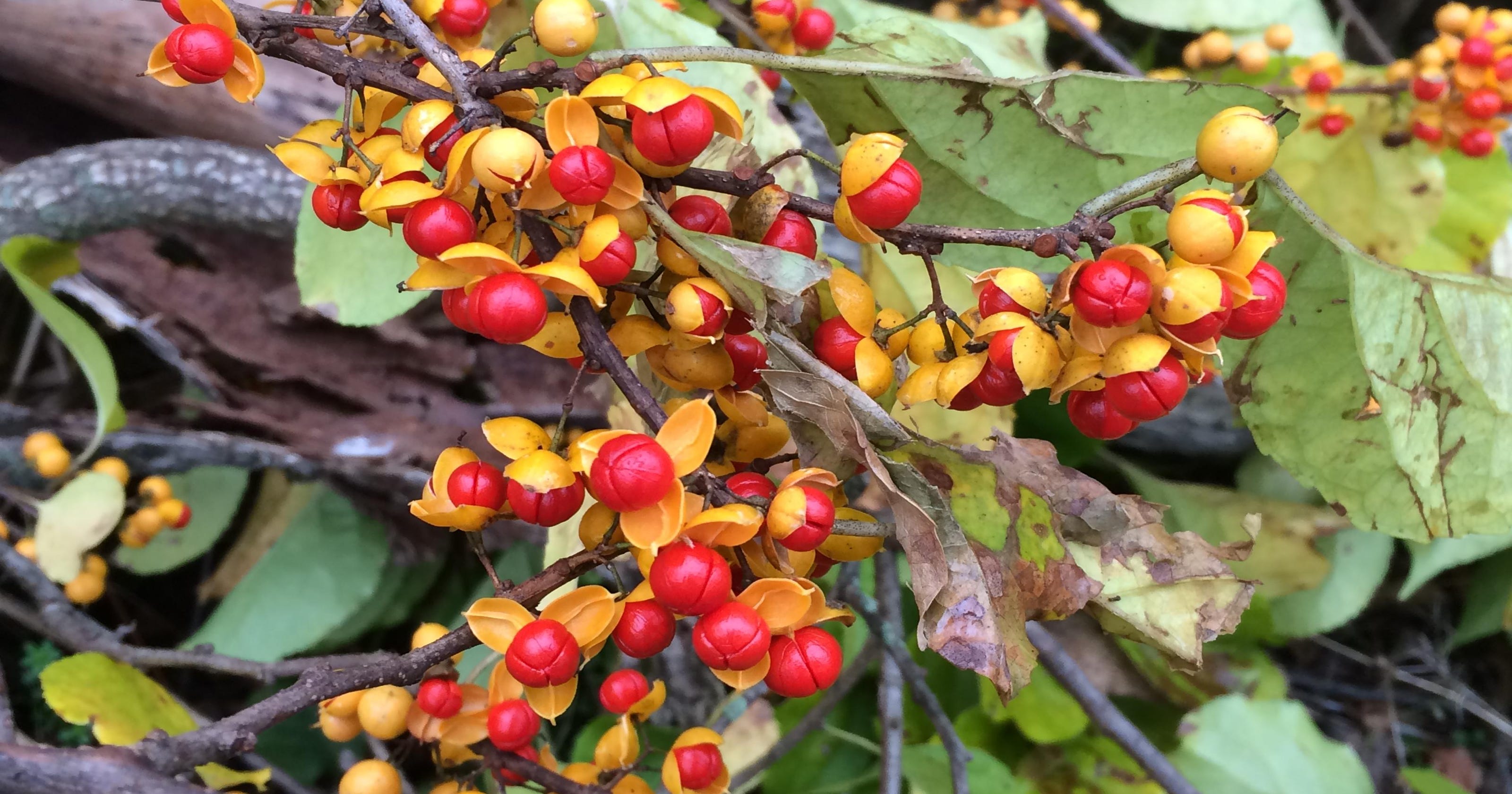 Species Spotlight Oriental bittersweet