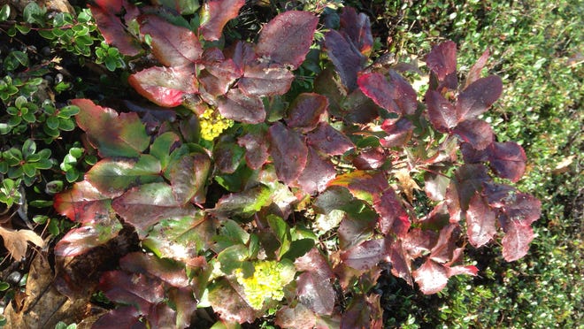 Winter color is seen on a creeping Mahonia, a result of cold stress.