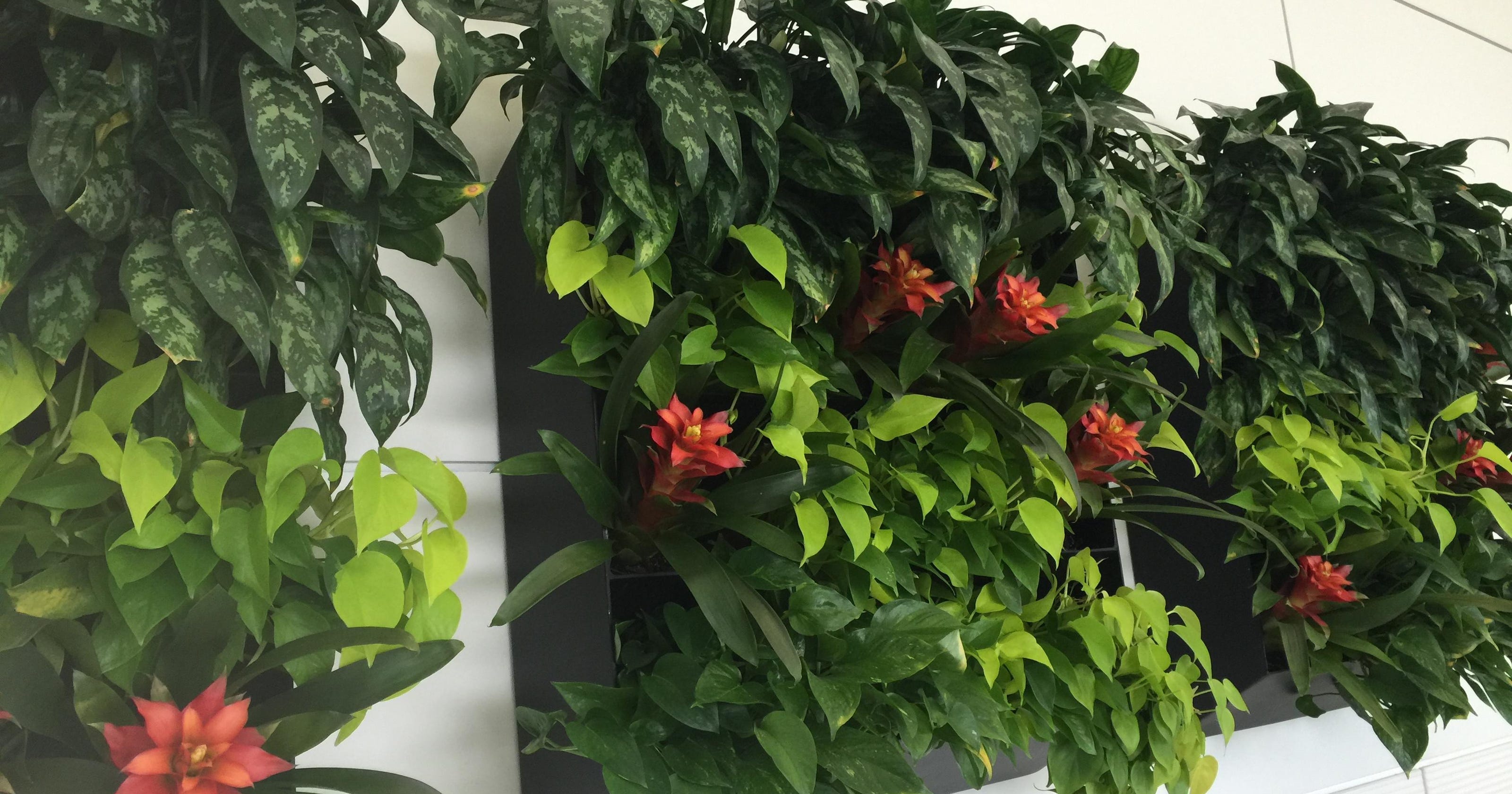 Vertical Gardening Adds New Dimension To Walls