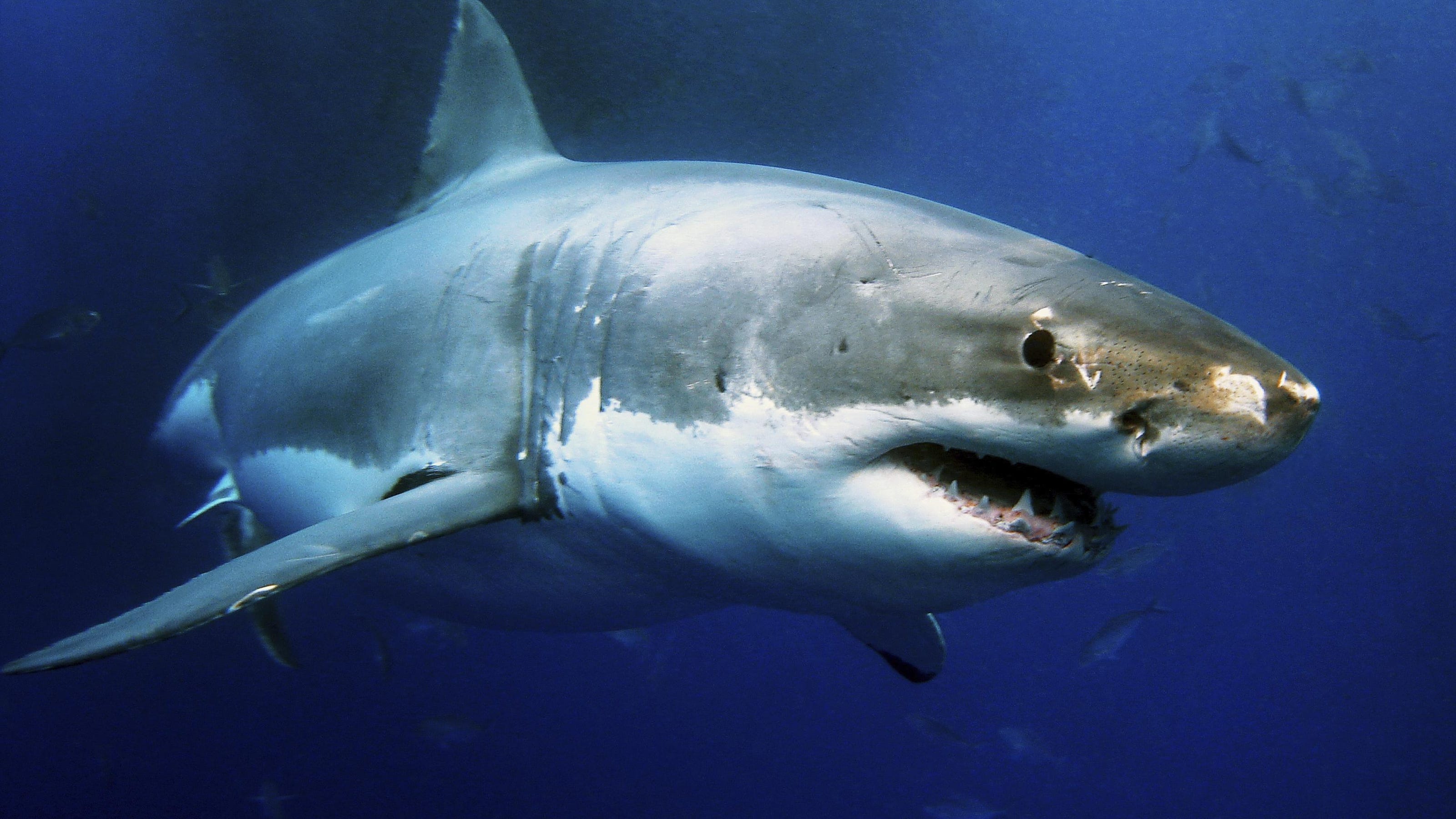 Great White Shark Encounters Boat During Ocean City Tournament Ocean City Shark Tournament 2022