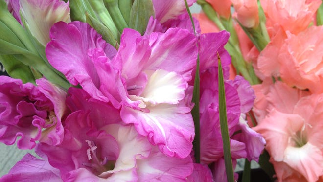 
Gladiolus make striking and colorful bouquets and are one of the most popular selections in late summer and fall at local farmers markets. 
