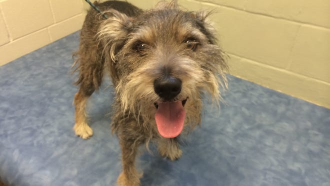 
Spike is a 3-year-old schnauzer mix who is heartworm positive. He needs a special owner or family who will help him get well while he lavishes them with love.

