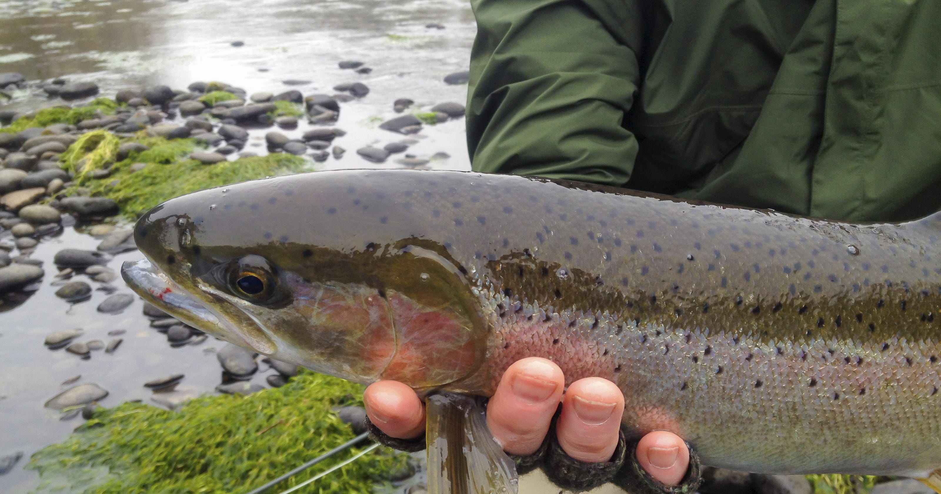 Steelhead trout low on vitamin B