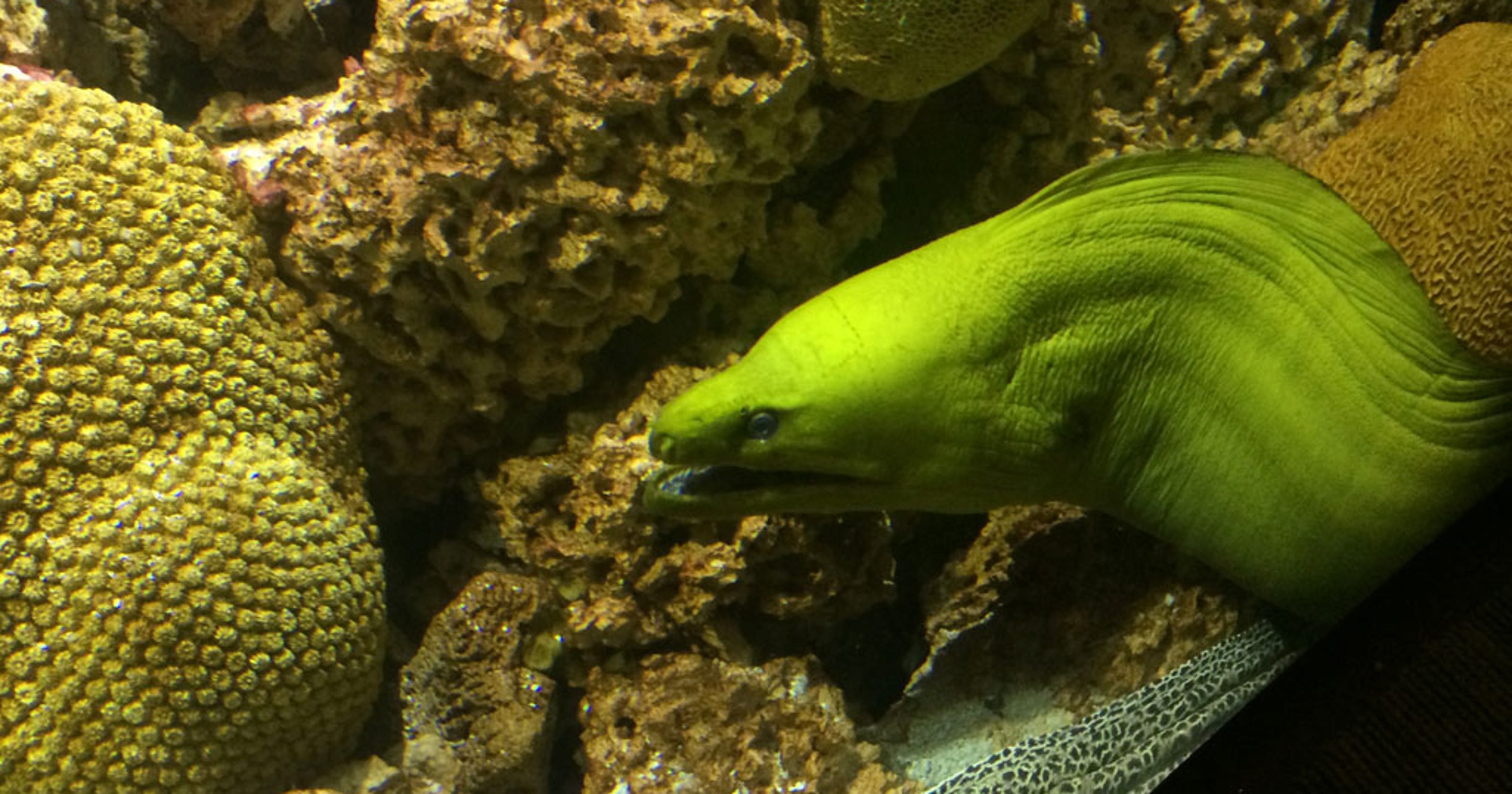 Moray eels live on coral reefs in Florida