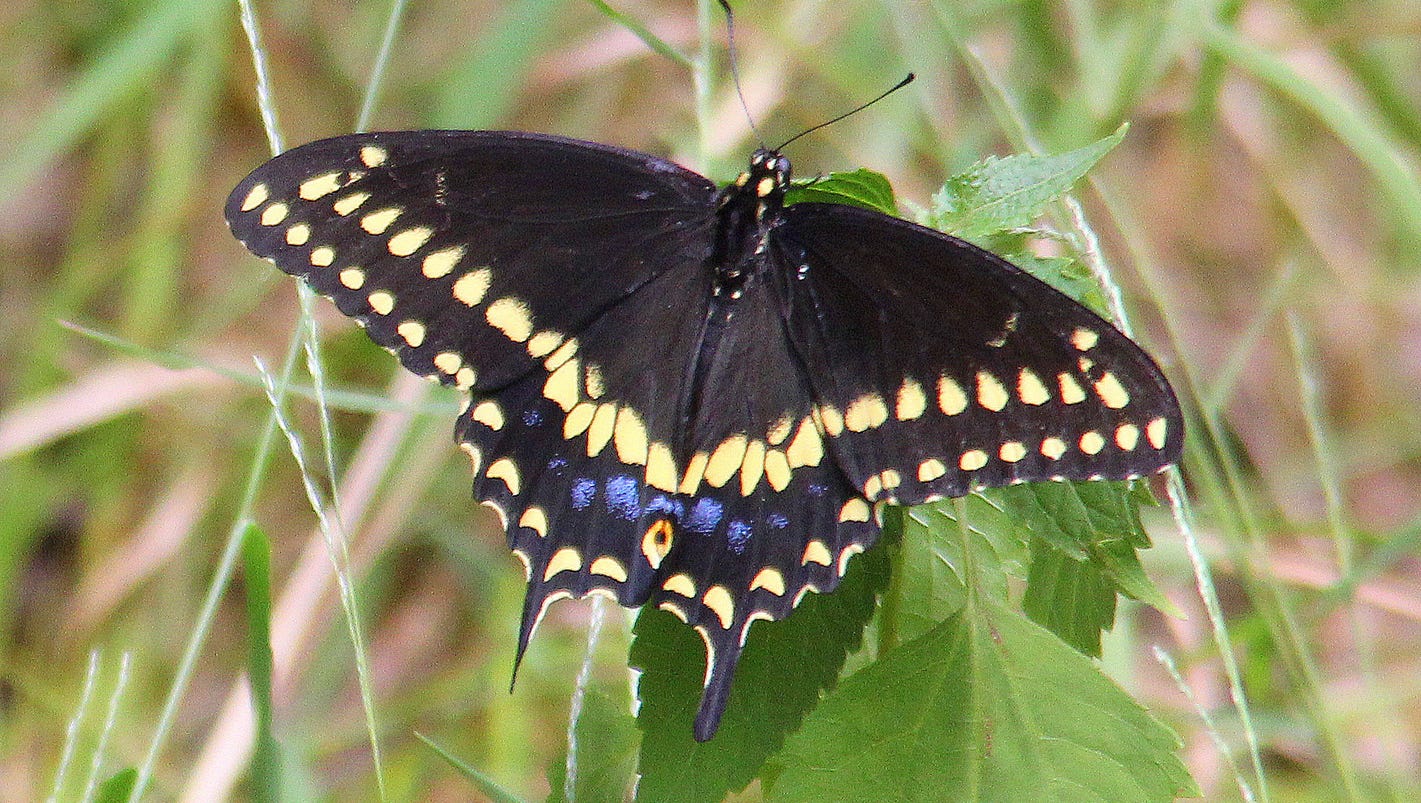 N J Legislature names black swallowtail official state butterfly