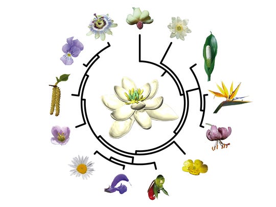First Flower Scientists Reveal What The Original Looked Like