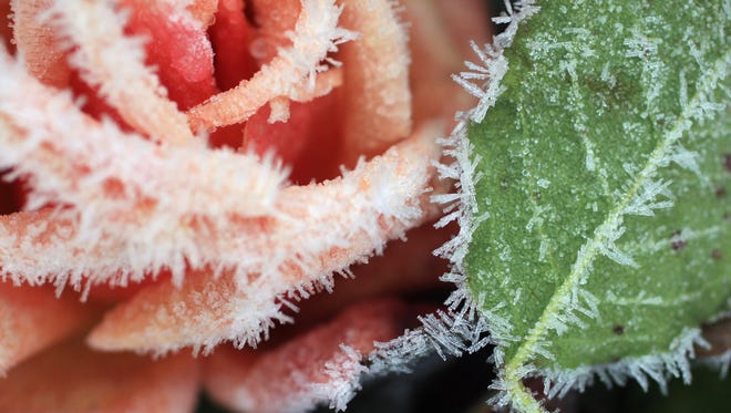 A coating of frost on plants