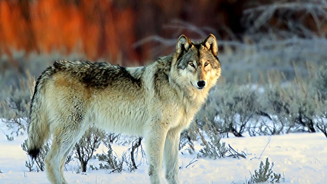 A U.S. district court ruling to return Great Lakes wolves to the Endangered Species List defies biology and could trigger a backlash from Congress.