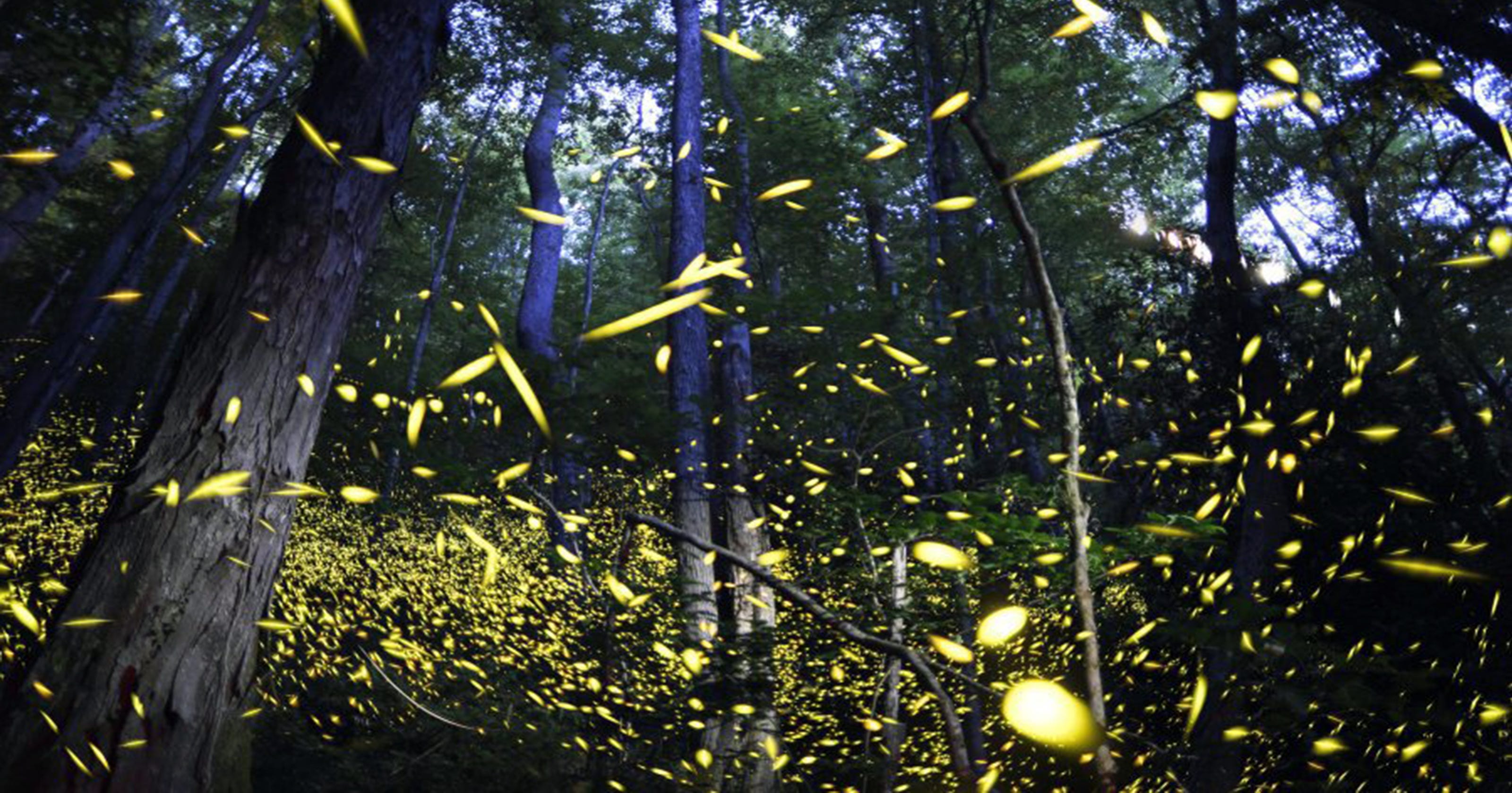 Great Smoky Mountains Synchronous firefly show lottery opens Friday