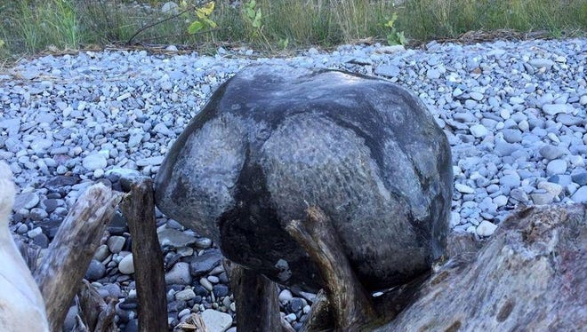 A Michigan rock hunter pulled a 93-pound fossilized coral stone out of Lake Michigan on Tuesday.