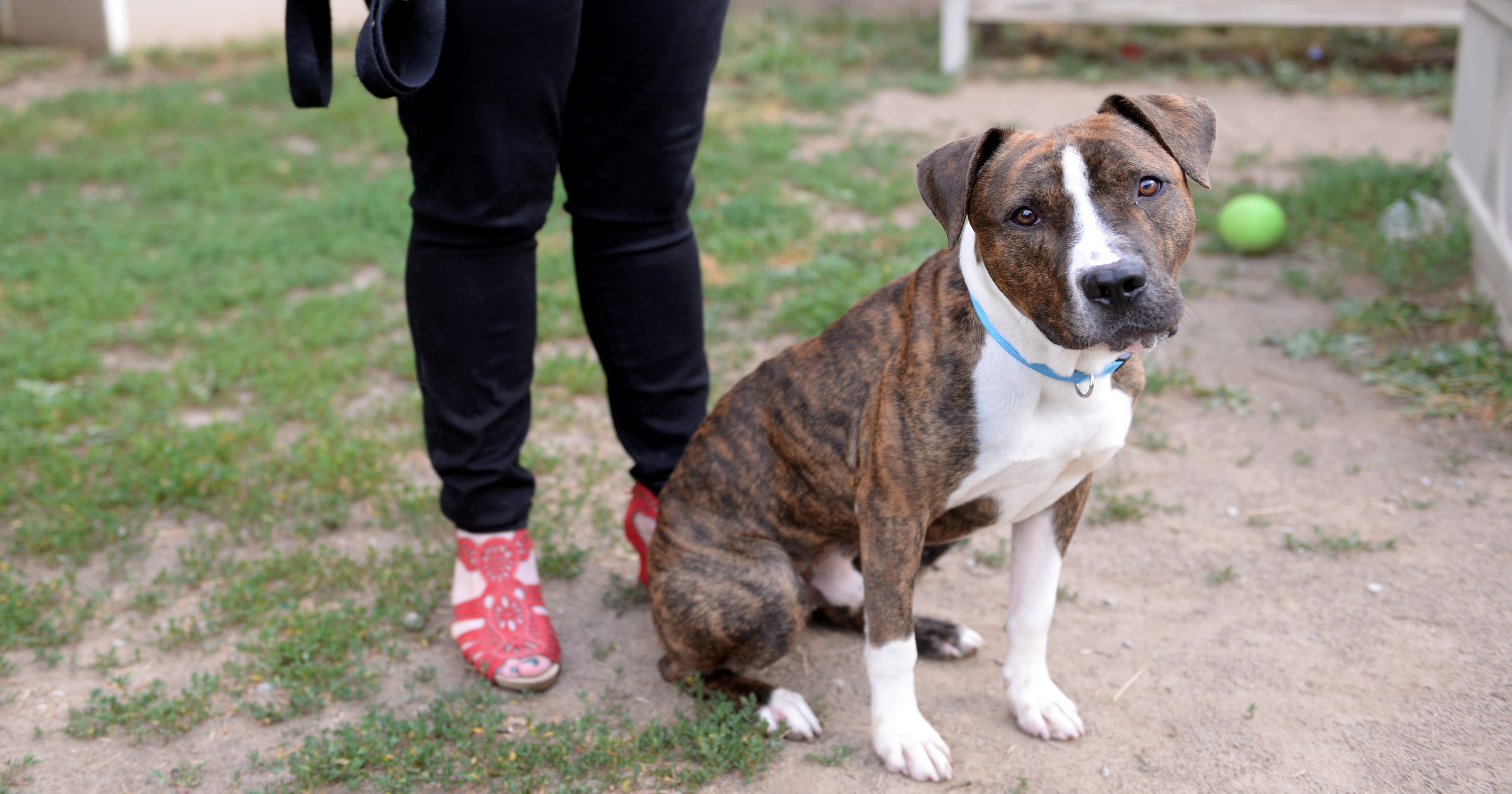 75 off dog adoptions at Ingham County Animal Shelter