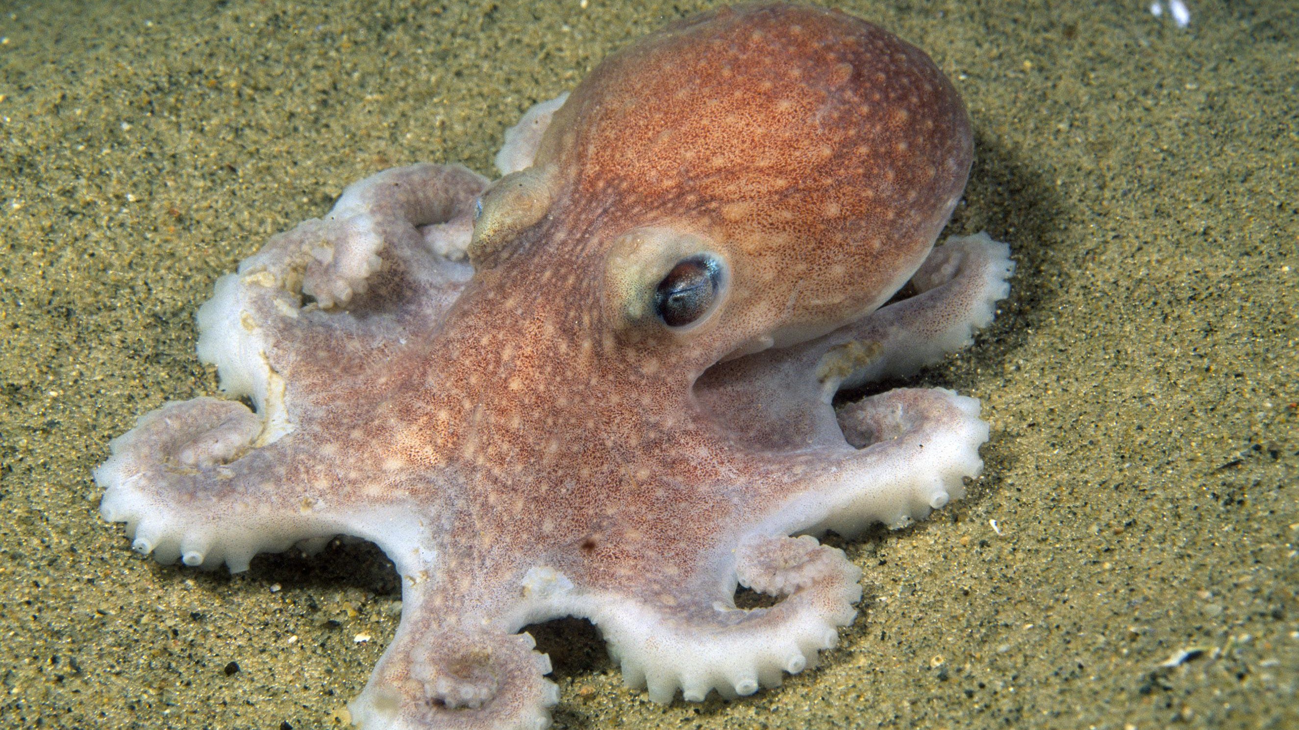 Octopus