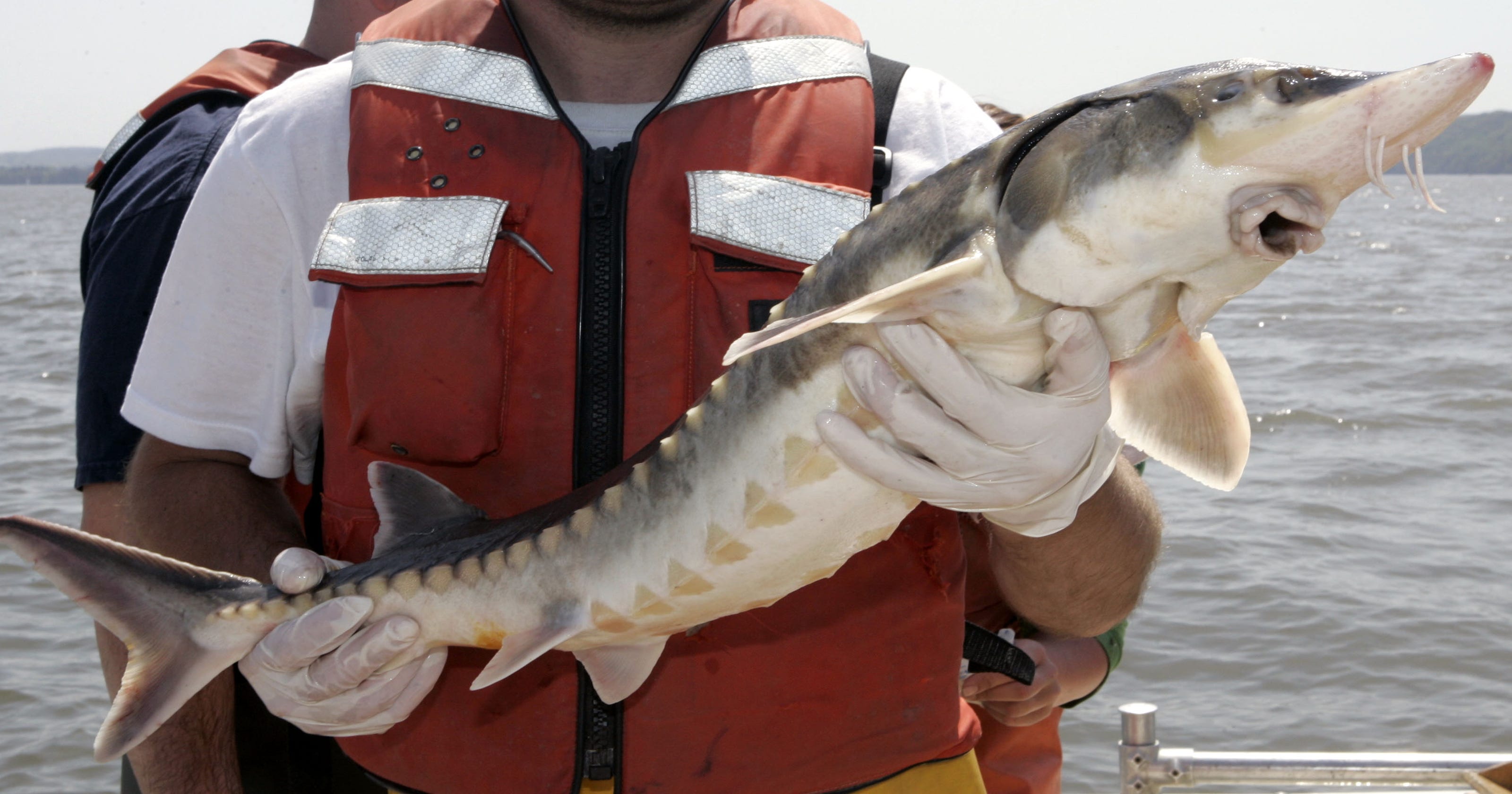 Hudson murder mystery Who's killing sturgeon?