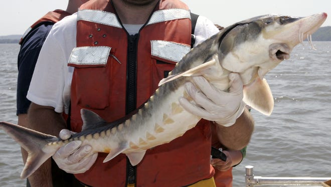 A state worker holds up an Atlantic sturgeon captured during a 2008 catch-and-release program run by the state Department of Environmental Conservation.