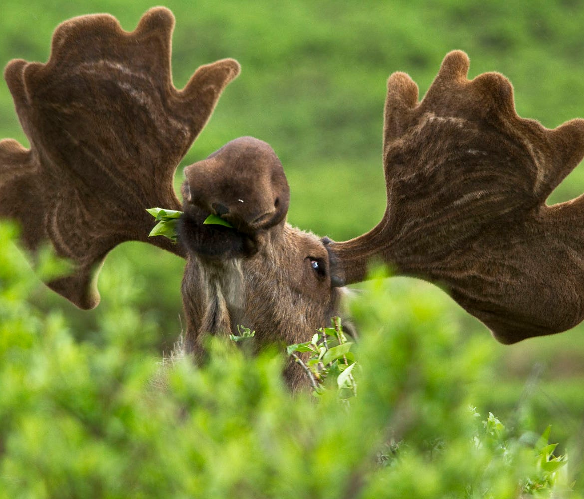 An amazing pic of a moose enjoying the delicacies at Denali National Park in Alaska. Moose in the park tend to live in forested areas that are often close to lakes and marshes and other bodies of water. They graze on grasses, underwater vegetation, b