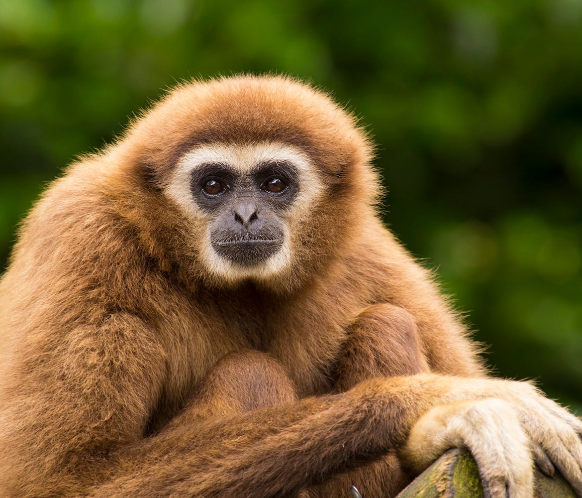 A stock photo of a white handed gibbon sitting in a tree
